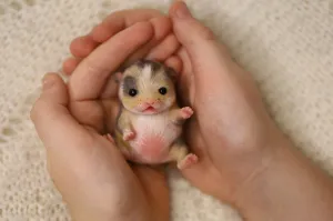 Nibbles | Silicone Baby Hamster